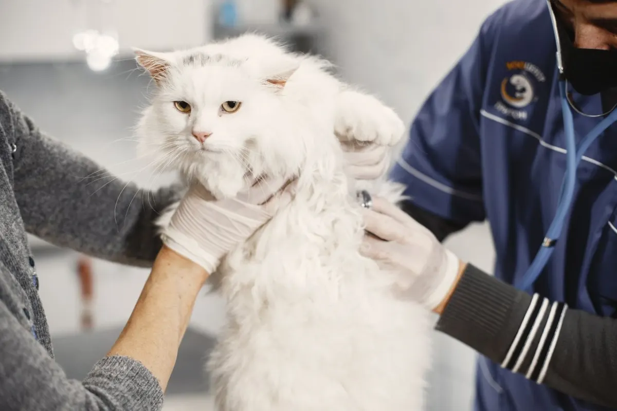 Vétérinaire auscultant un chat blanc en consultation dans sa clinique