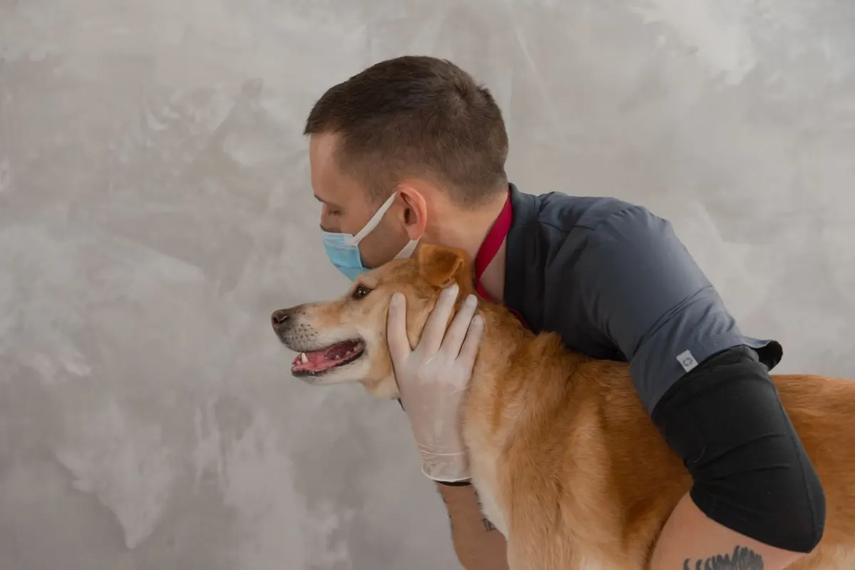 Vétérinaire qui câline un chien avec bienveillance dans sa clinique